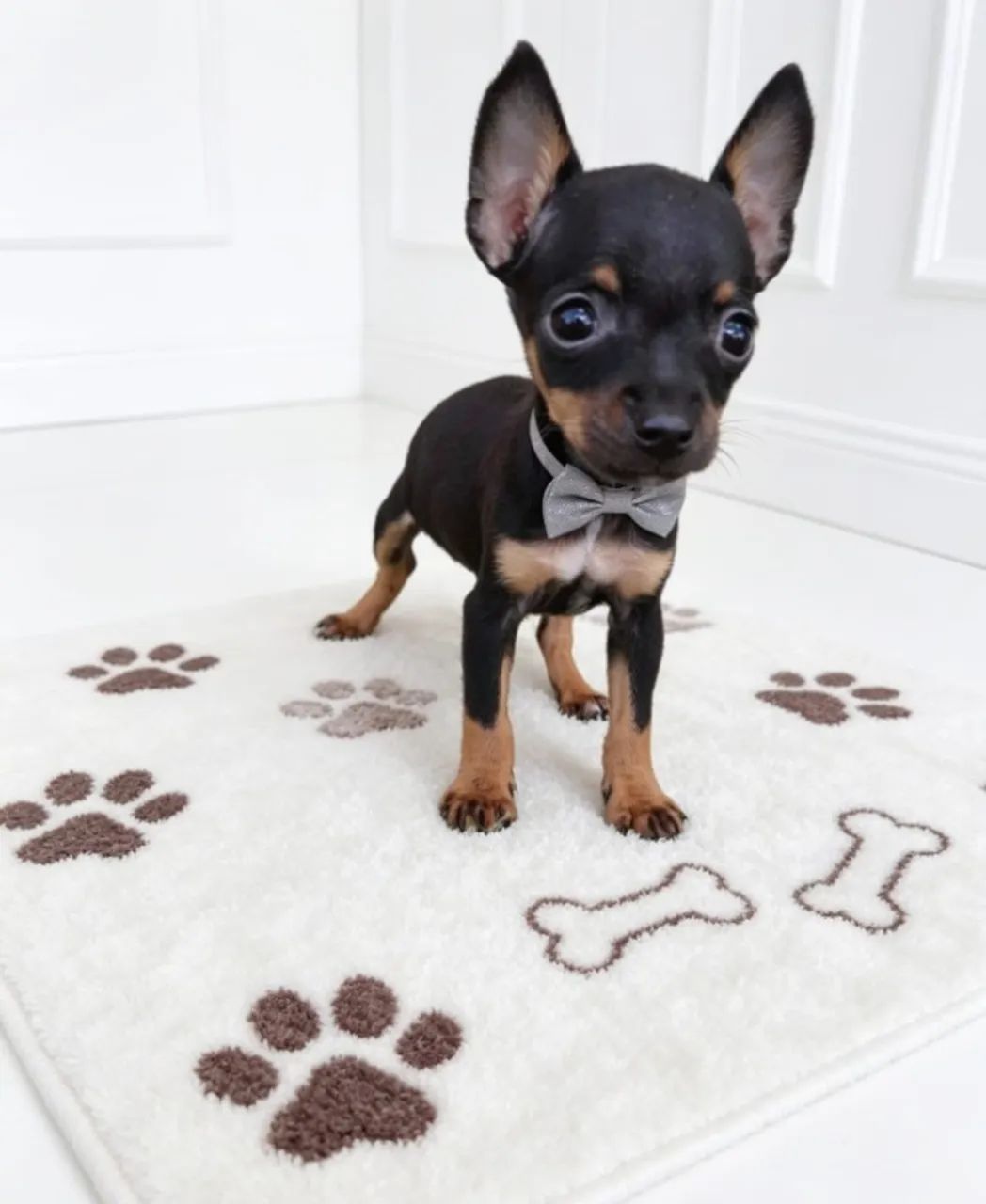 Pinscher Mini Disponíveis Agora