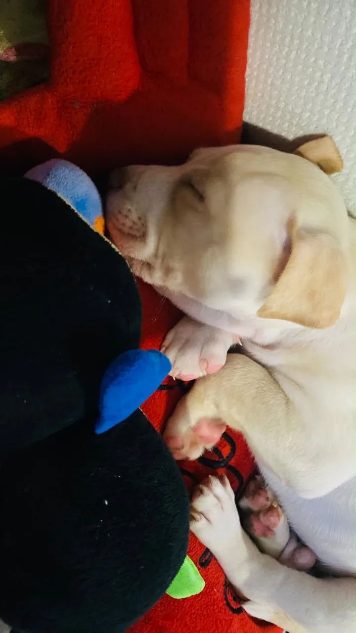 Cachorro  - Foto 2