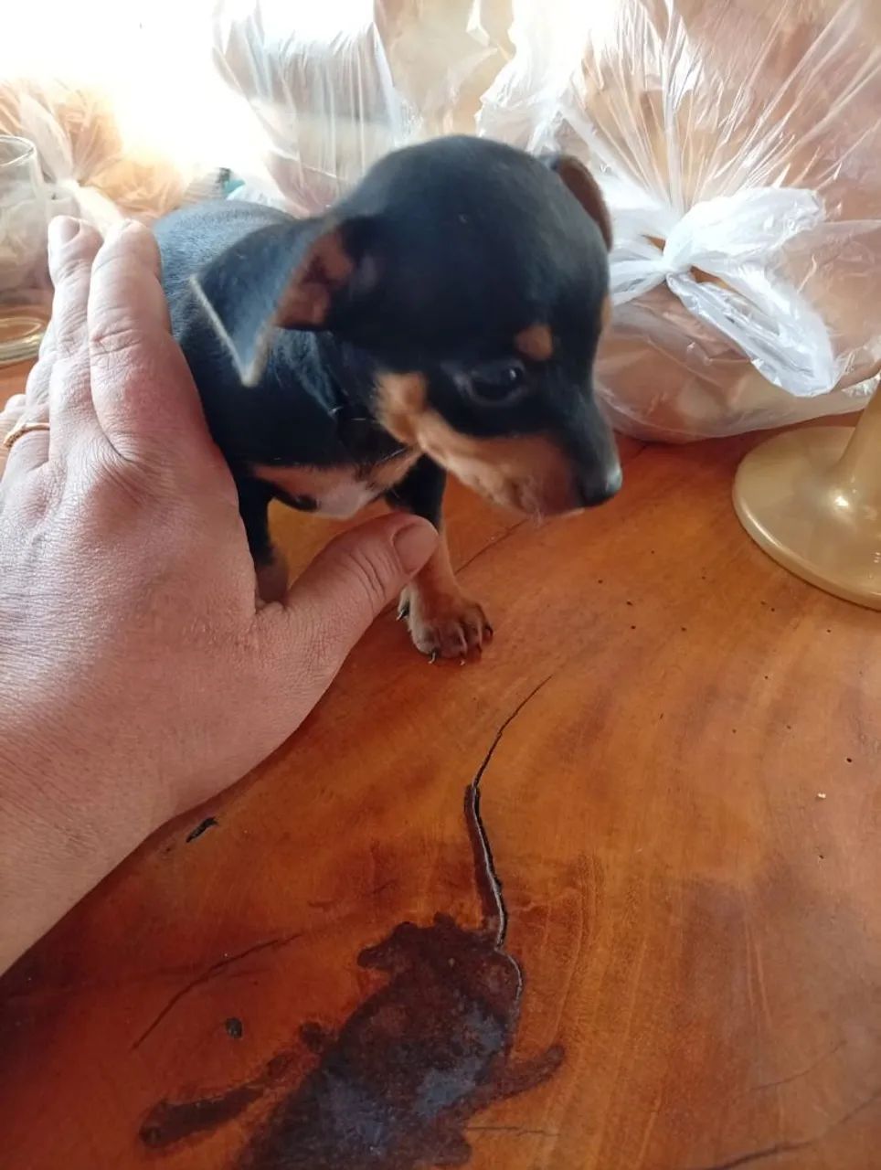 Pinscher 1  - Foto 2