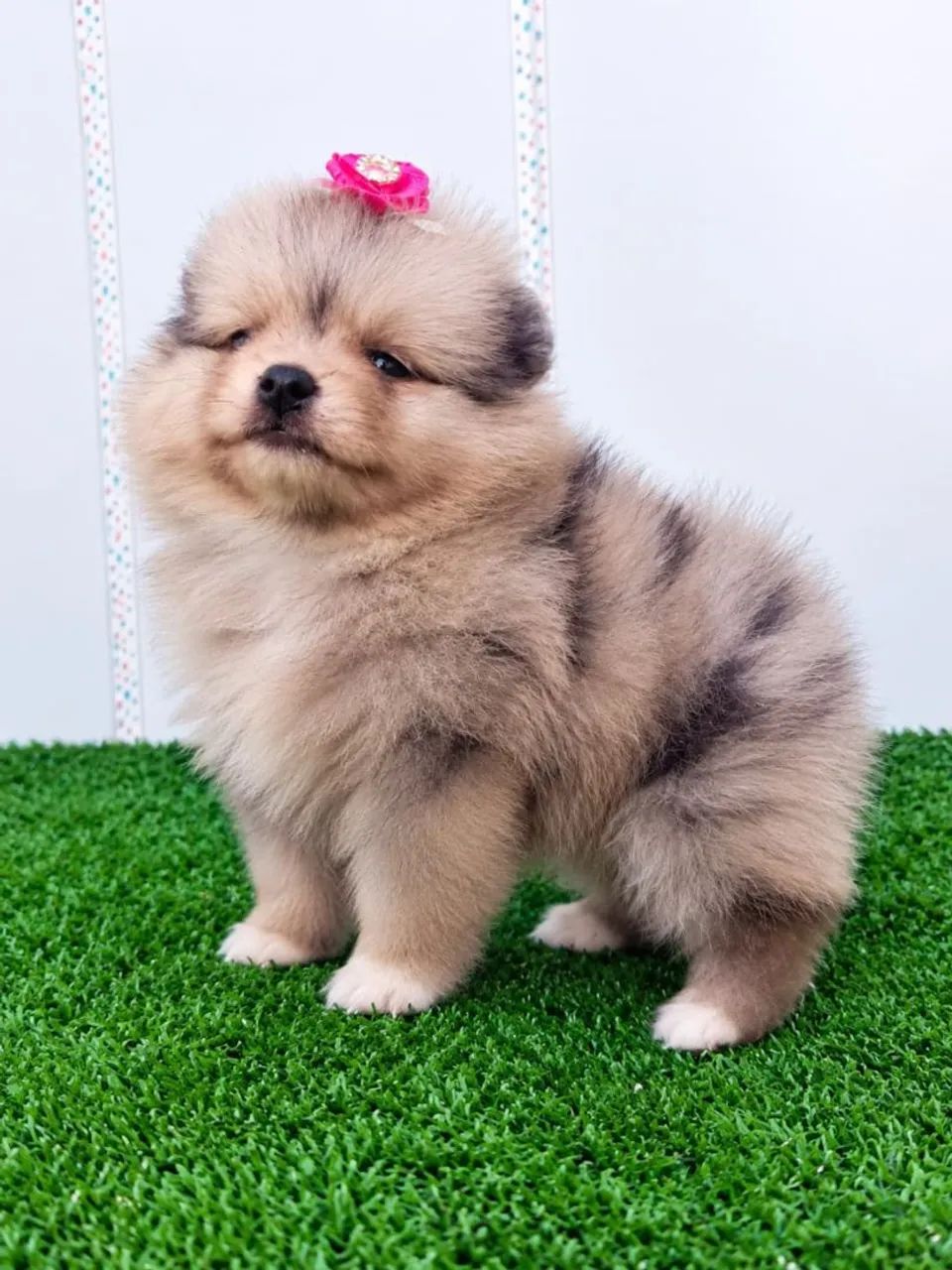 Spitz alemão 