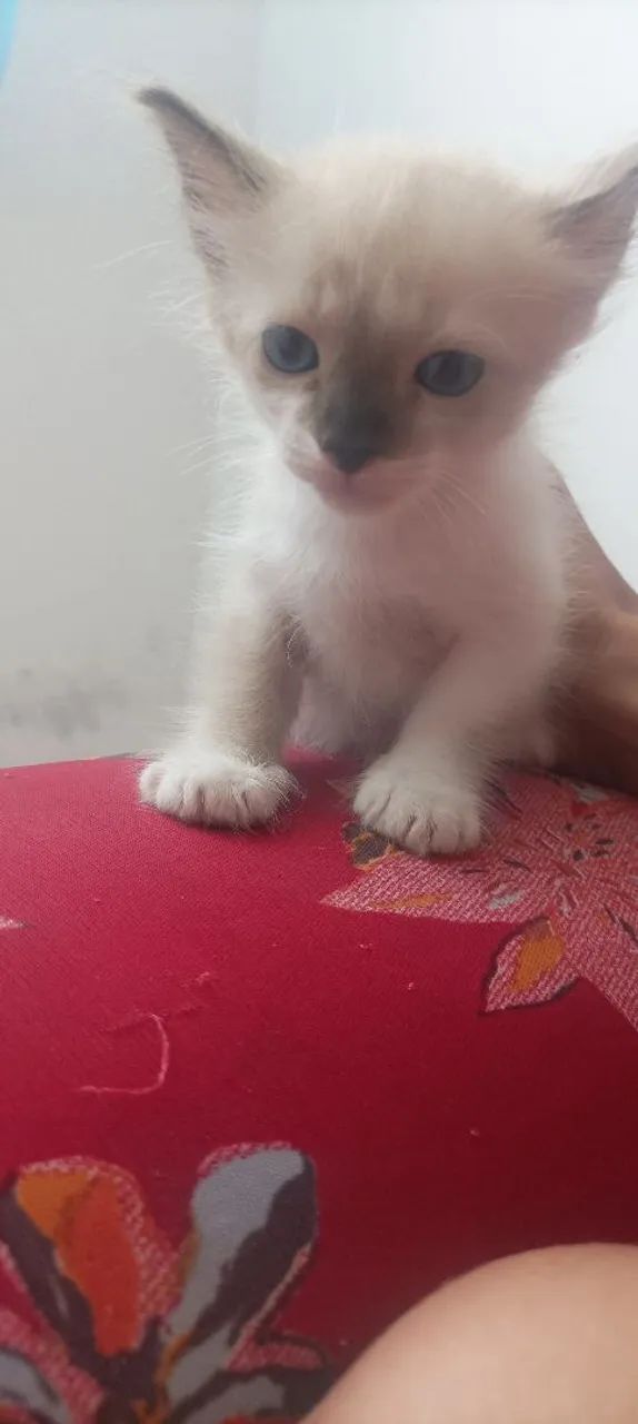 Gatinhos  - Foto 2