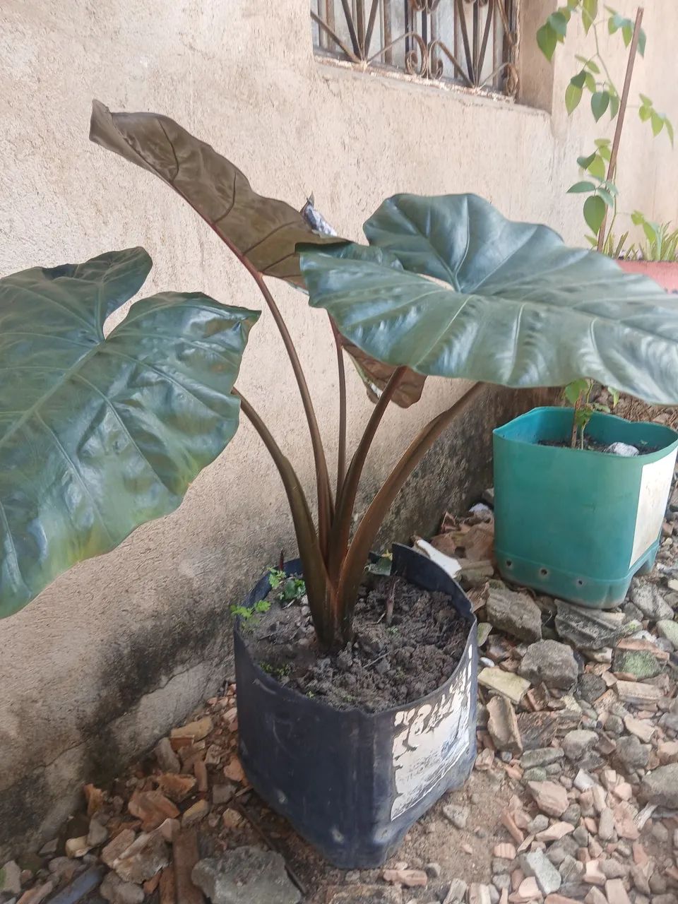 Plantas - Foto 4