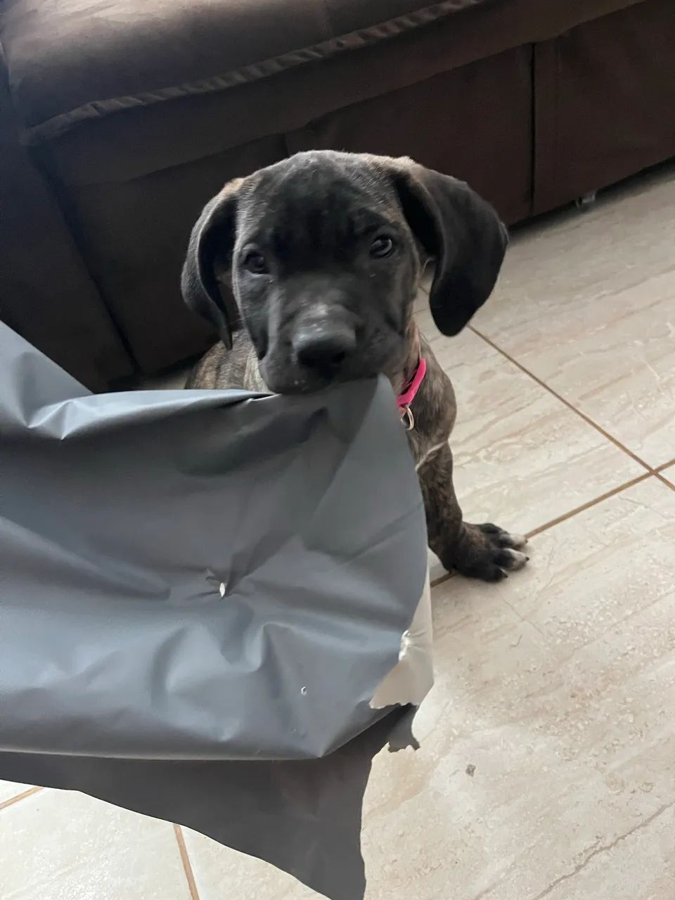 Cachorro Cane corso  - Foto 2