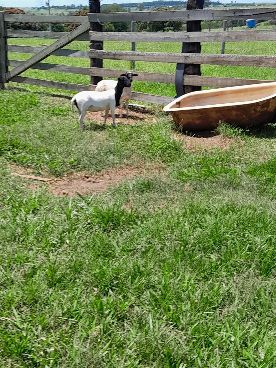 Carneiros Dorper  - Foto 3