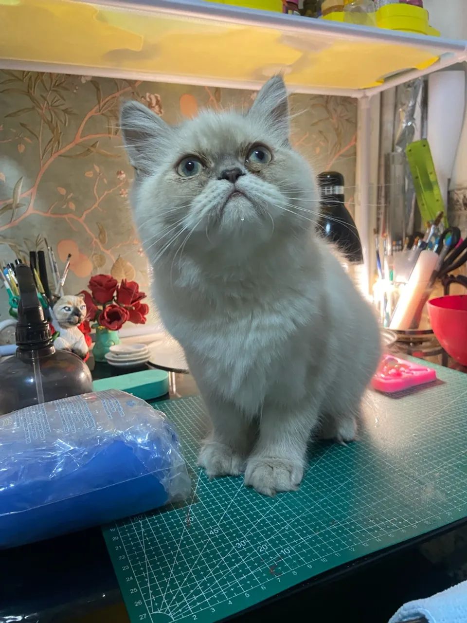 Gato Persa Macho