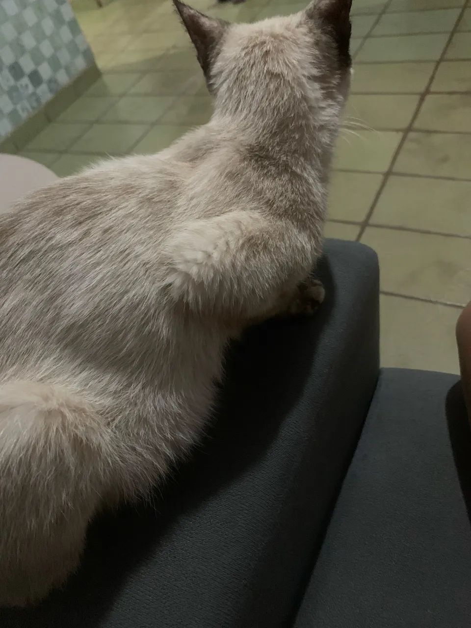 Gatinho - Foto 4