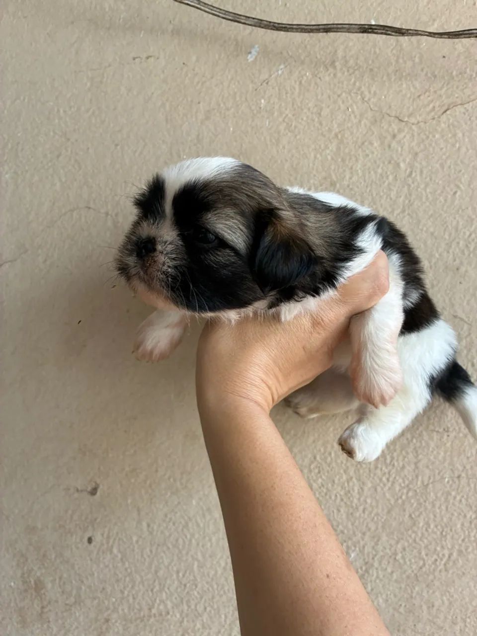 Shitzu macho micros  - Foto 2