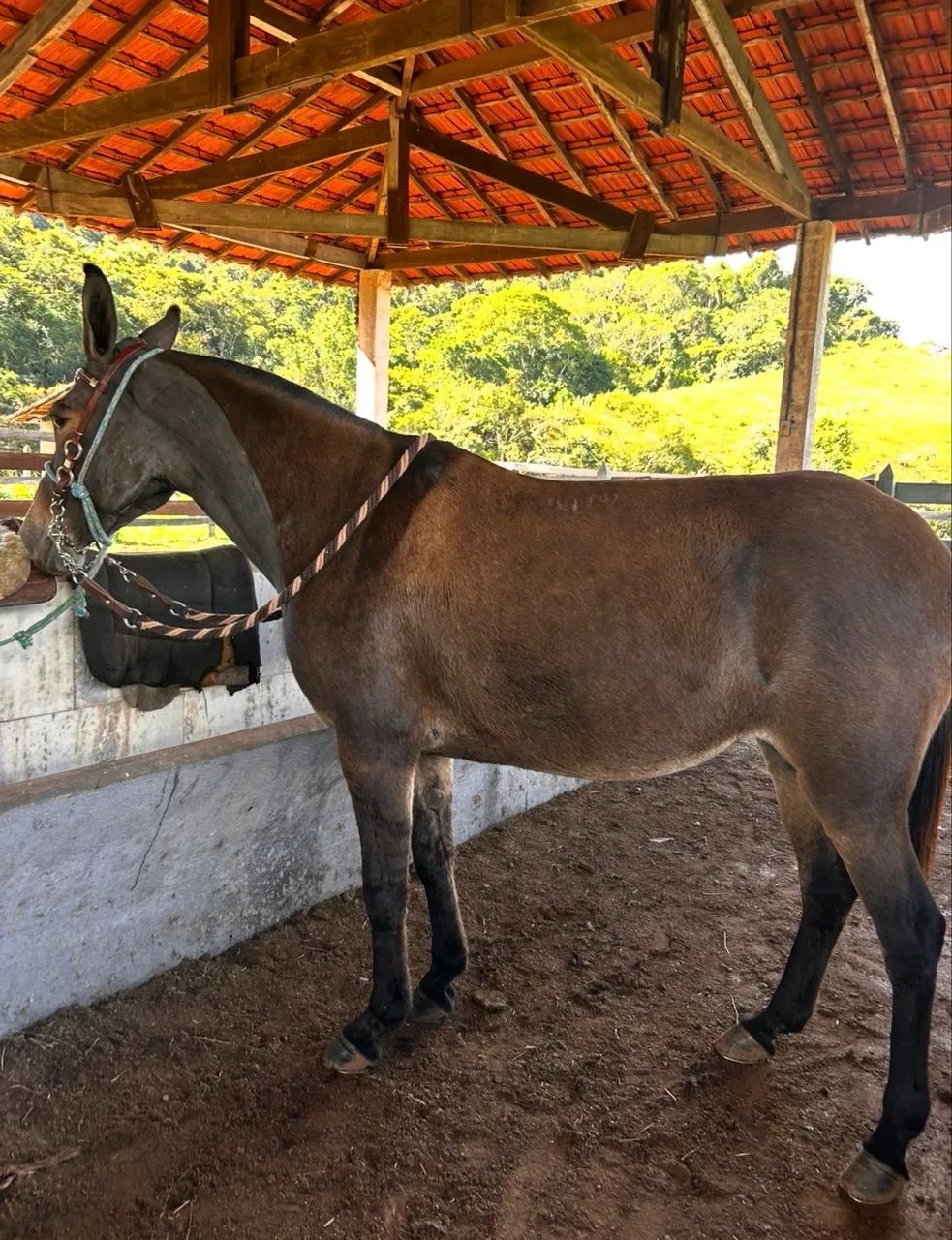Mula quarto de milha