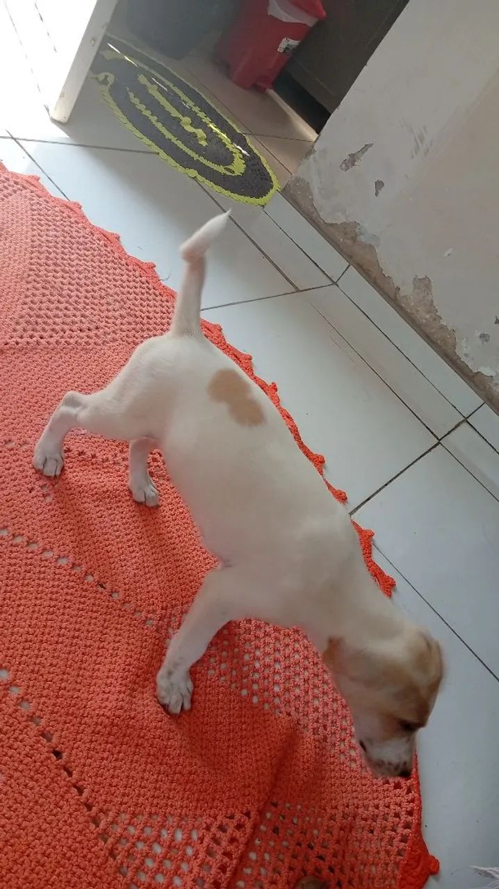 Doações Pet