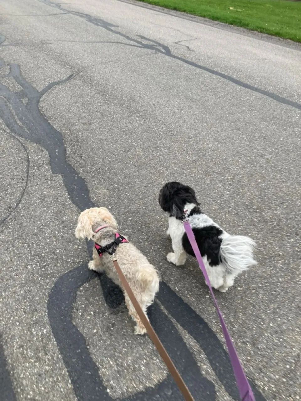 Passeio com Cães e Cuidados de Pets - Atendimento Domiciliar - Foto 2