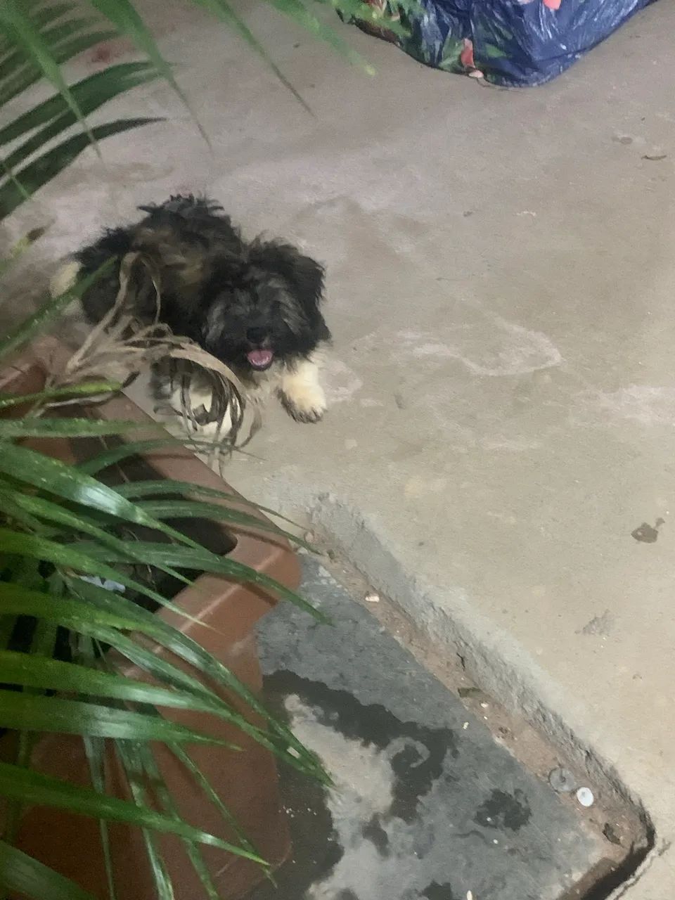 Shitzu 