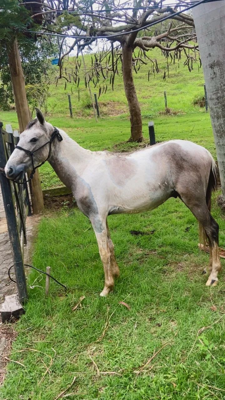 Potro 