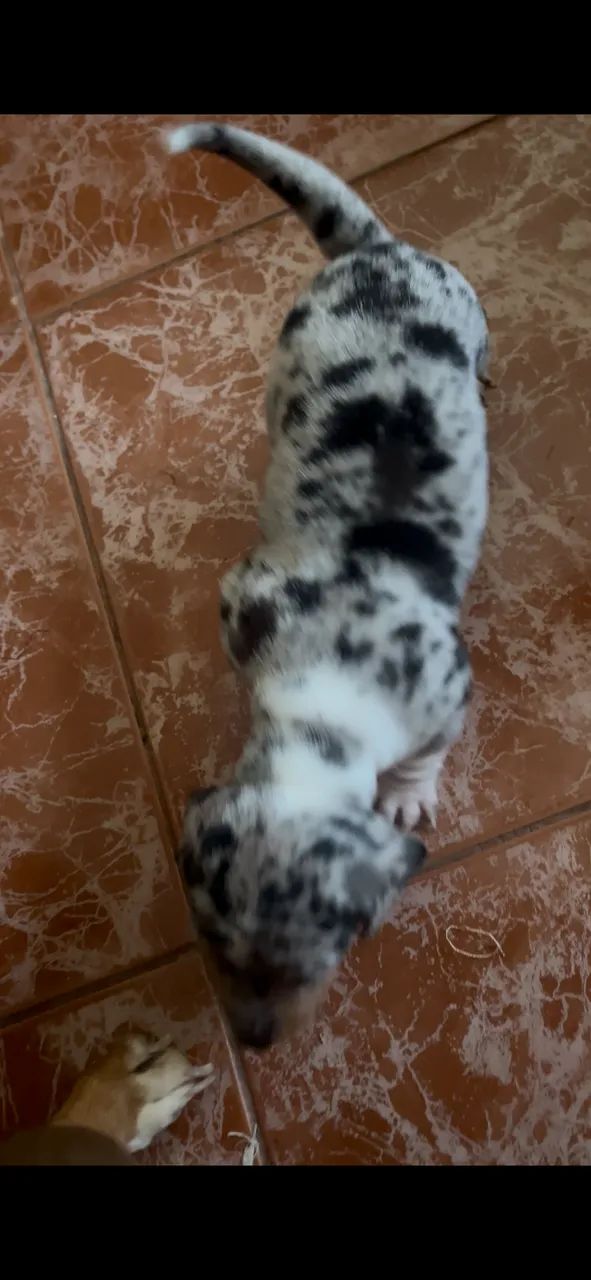 filhote de (salsichinha) arlequin