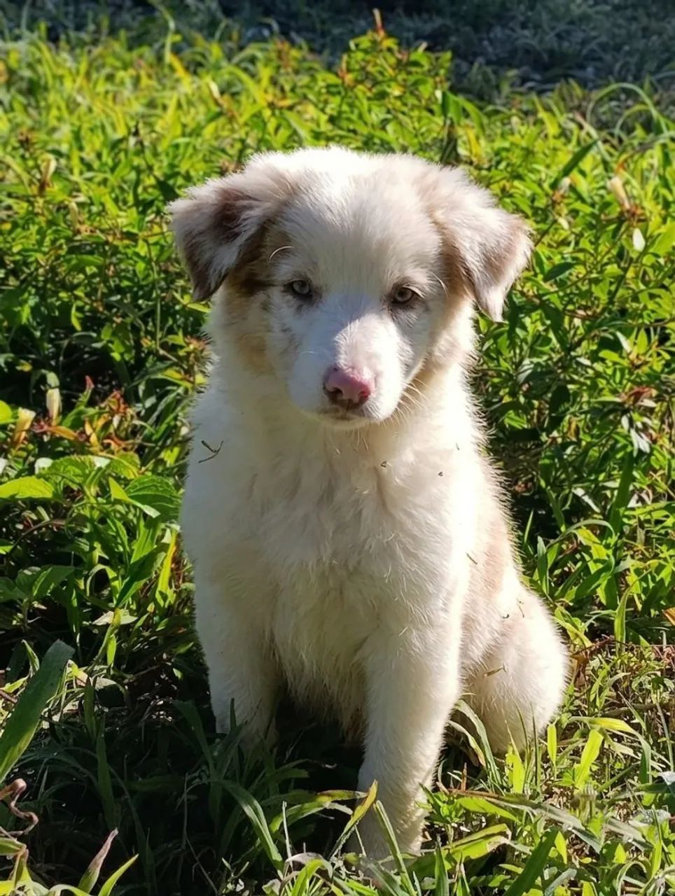 Border Collie  - Foto 2