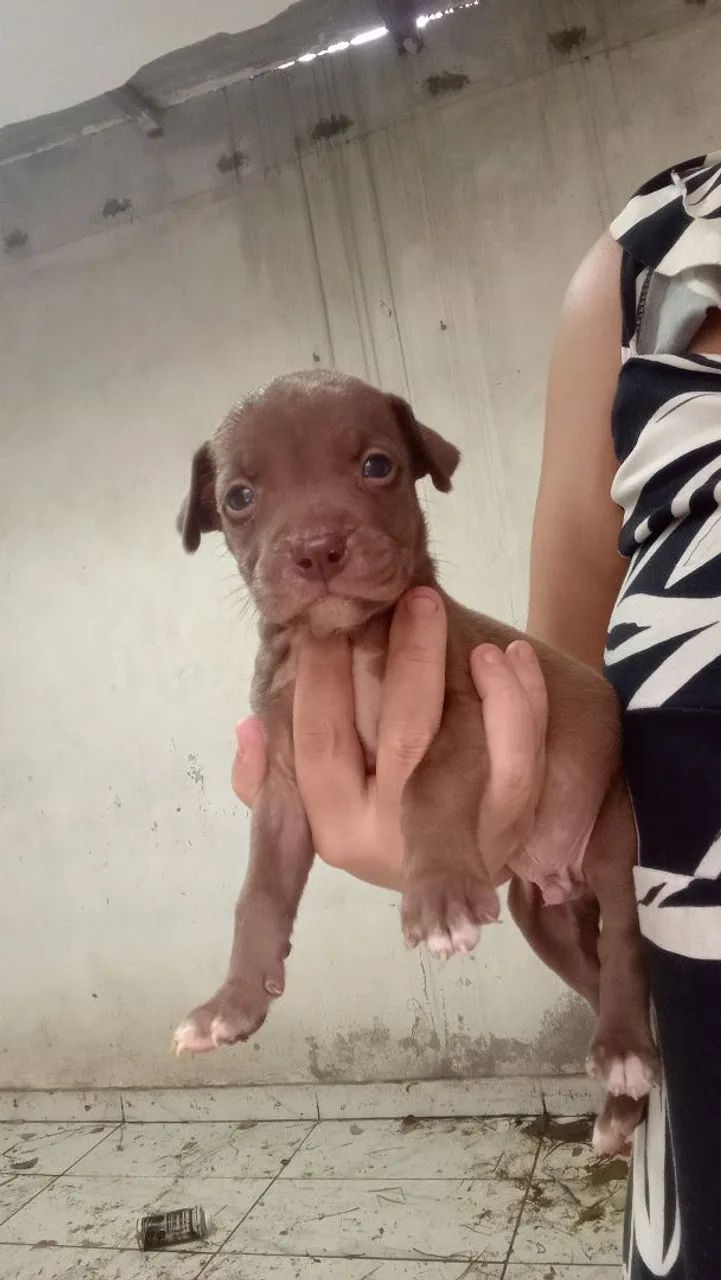 Vendo filhote de Pitbull 200 - Foto 2