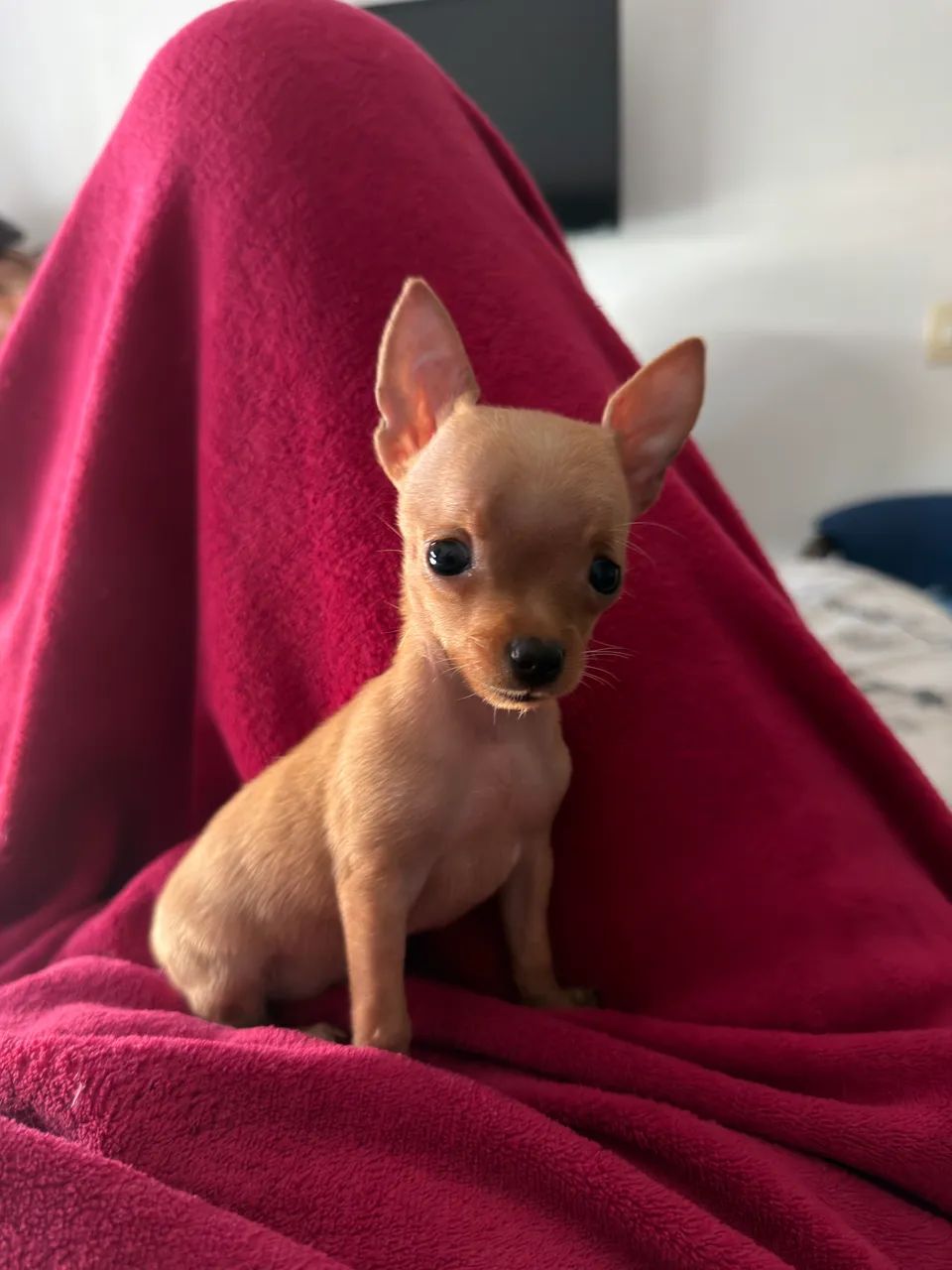 Pinscher fêmea zero - Foto 4