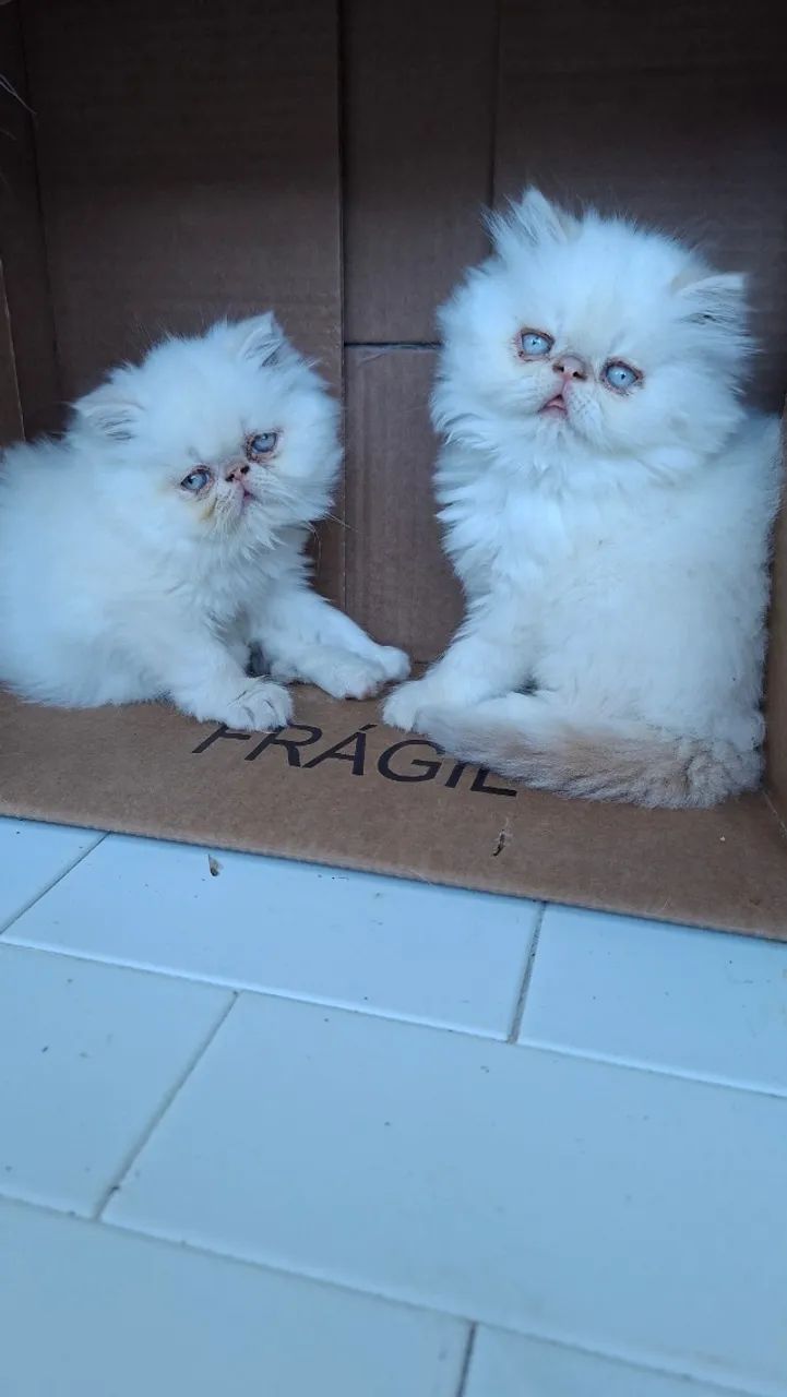 Doçuras de gatinhos persa