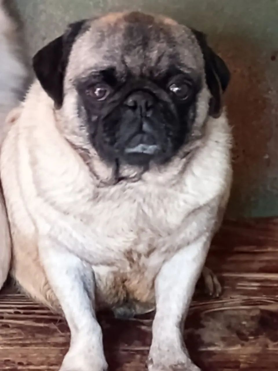 Pug fêmea adultas