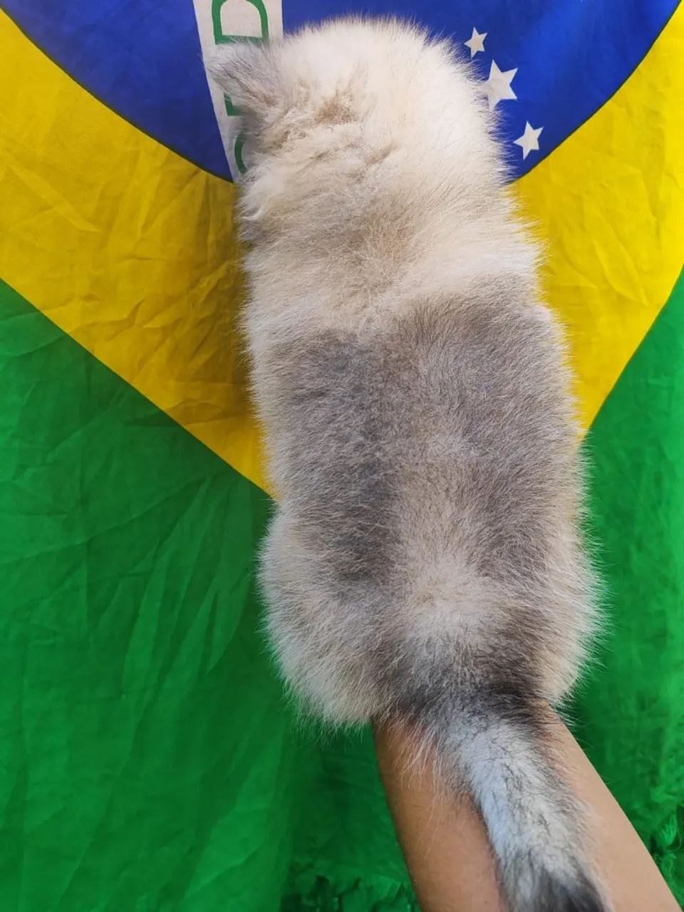 Lulu da cor marrom (macho) - Foto 2