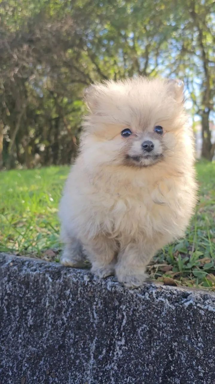 Lulus da pomerânia - Foto 5