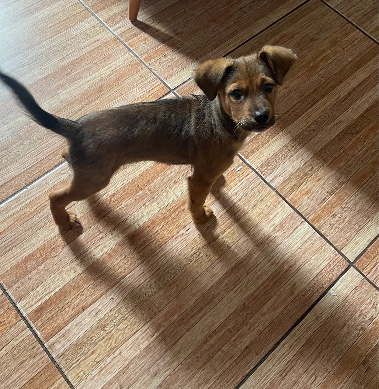ADOÇÃO  - Foto 2