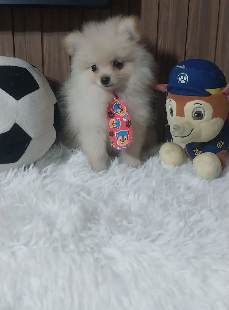 Lulu da pomerânia machinho anão perfeitinho - Foto 2