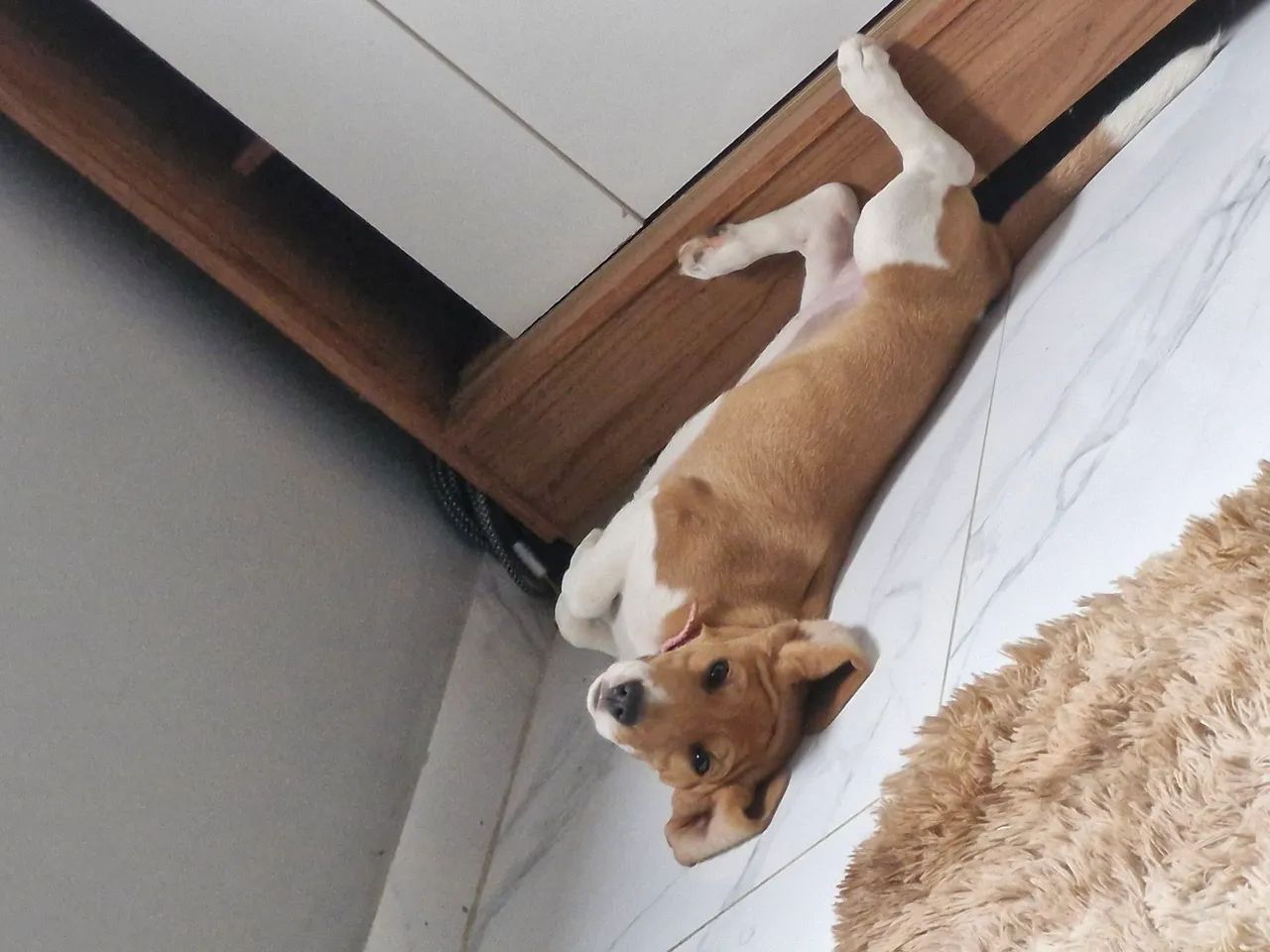 Vendendo filhote de  Beagle - Foto 2