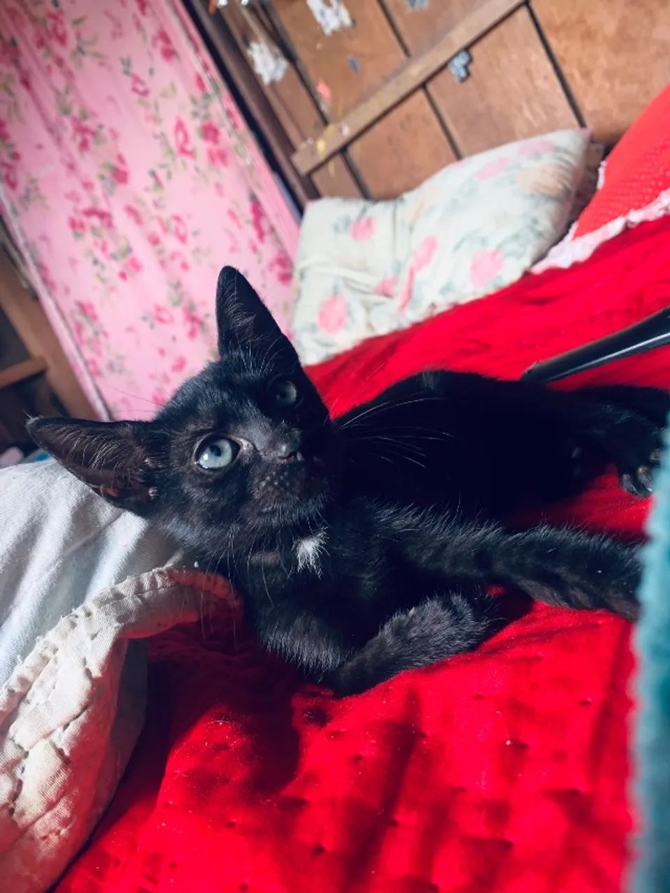 Gato 