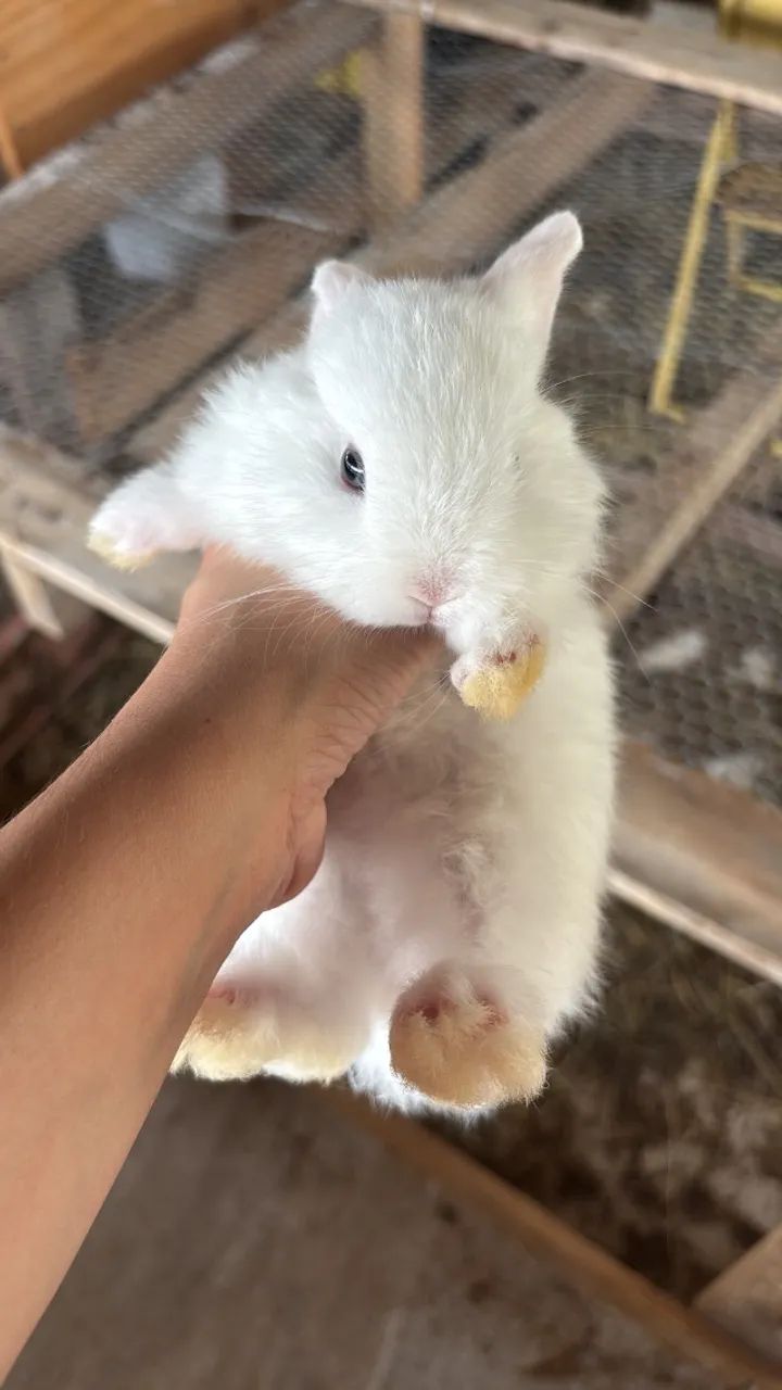Mini coelho 