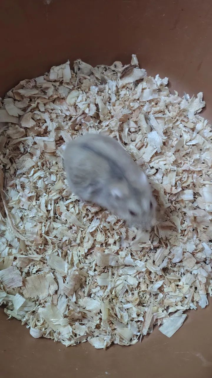 Hamster chinês  - Foto 3