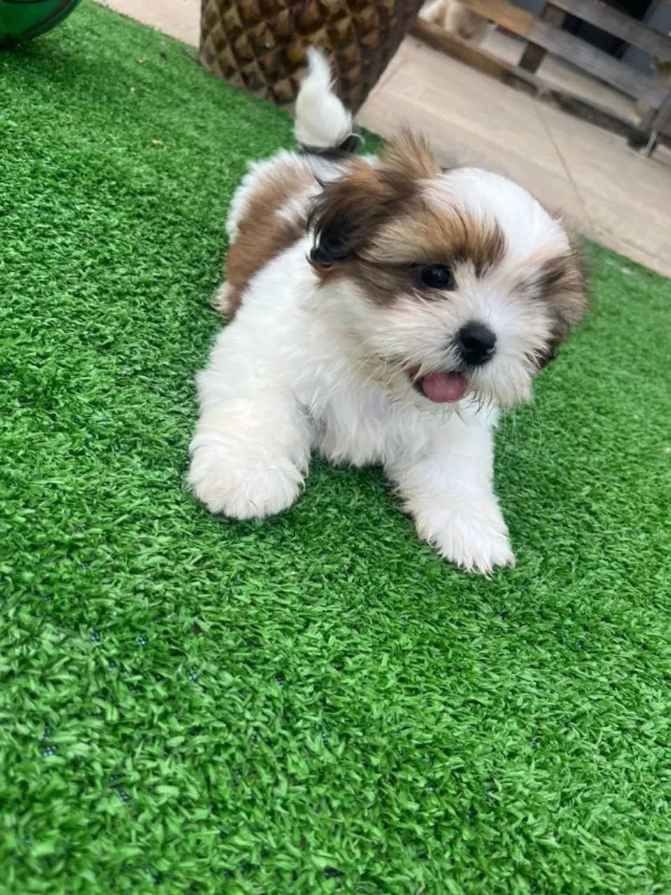 Shih Tzu