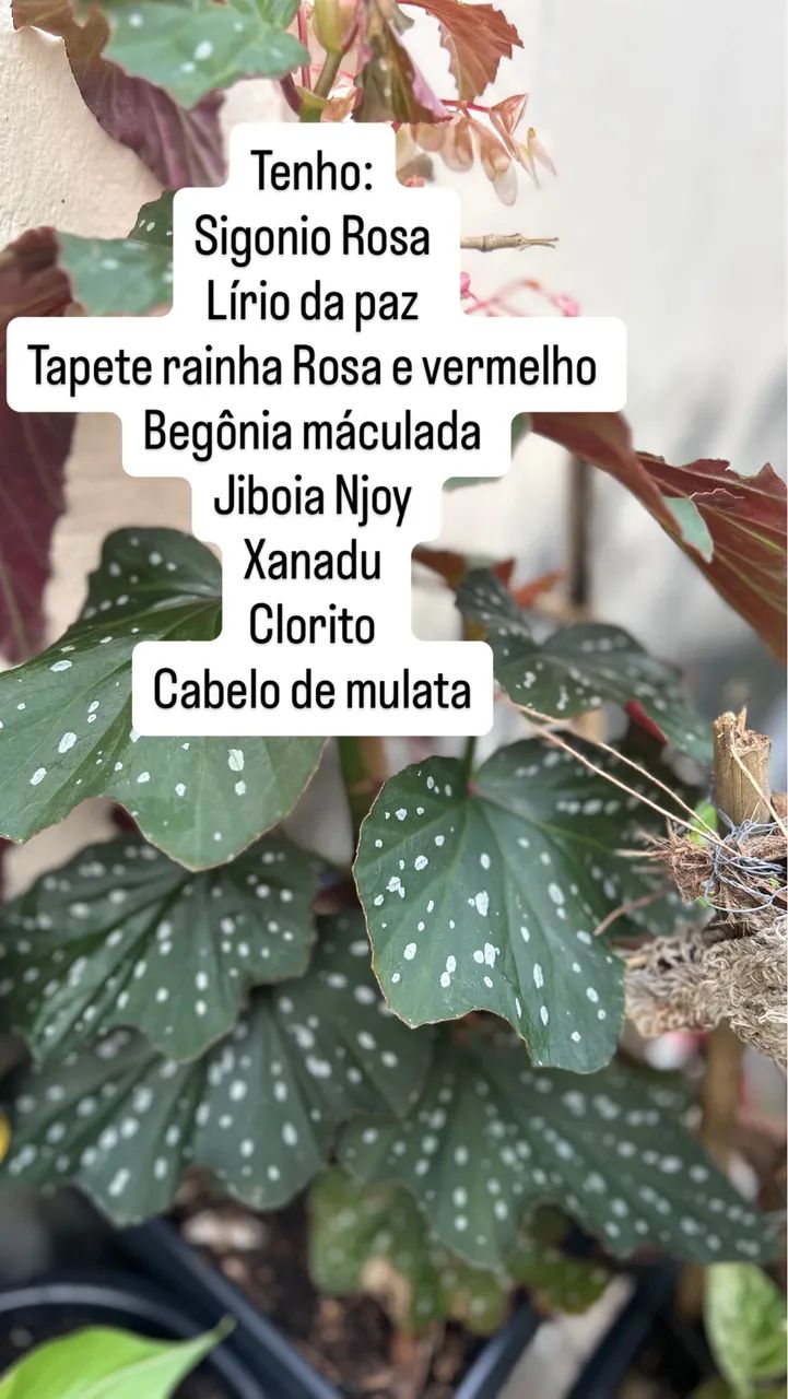 Mudas de plantas por 6 reias  - Foto 5