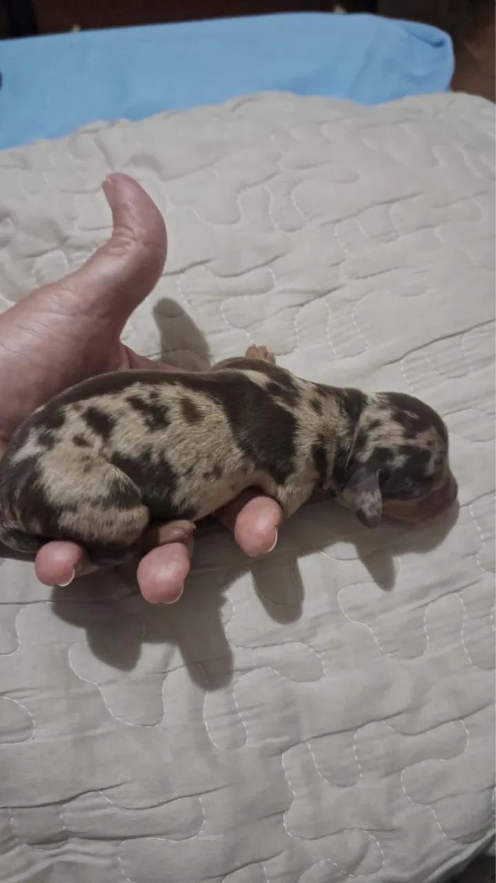 Dachshund  - Foto 2
