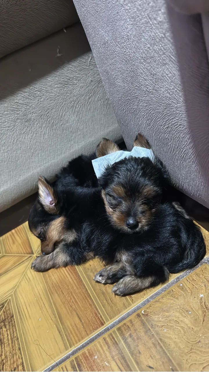 Yorkshire terrier  - Foto 2