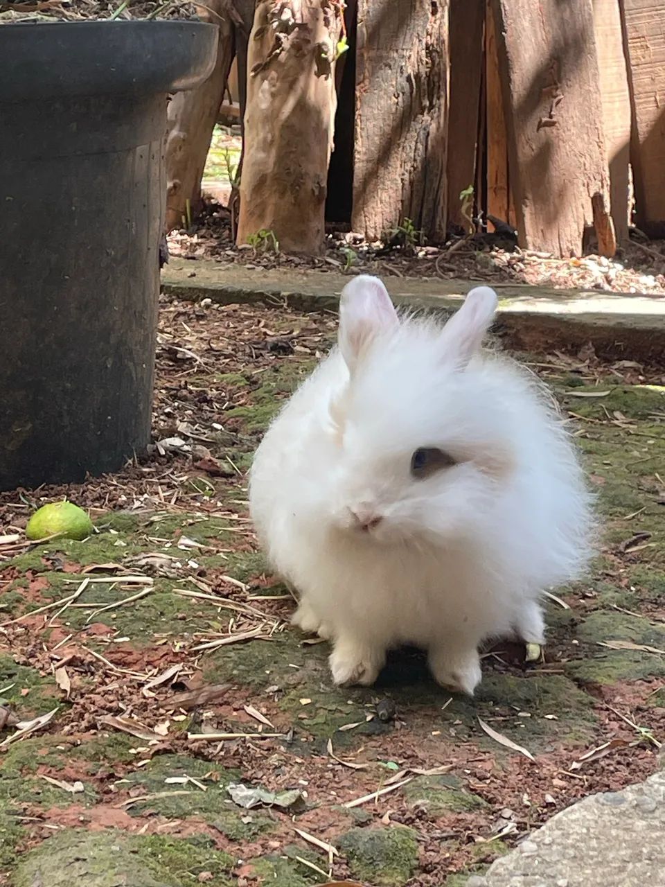 Filhote Coelho Lion - Adoção Responsável  - Foto 4