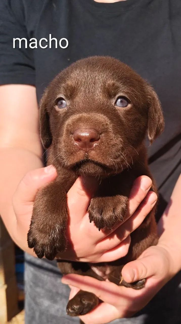 Filhote labrador  - Foto 4