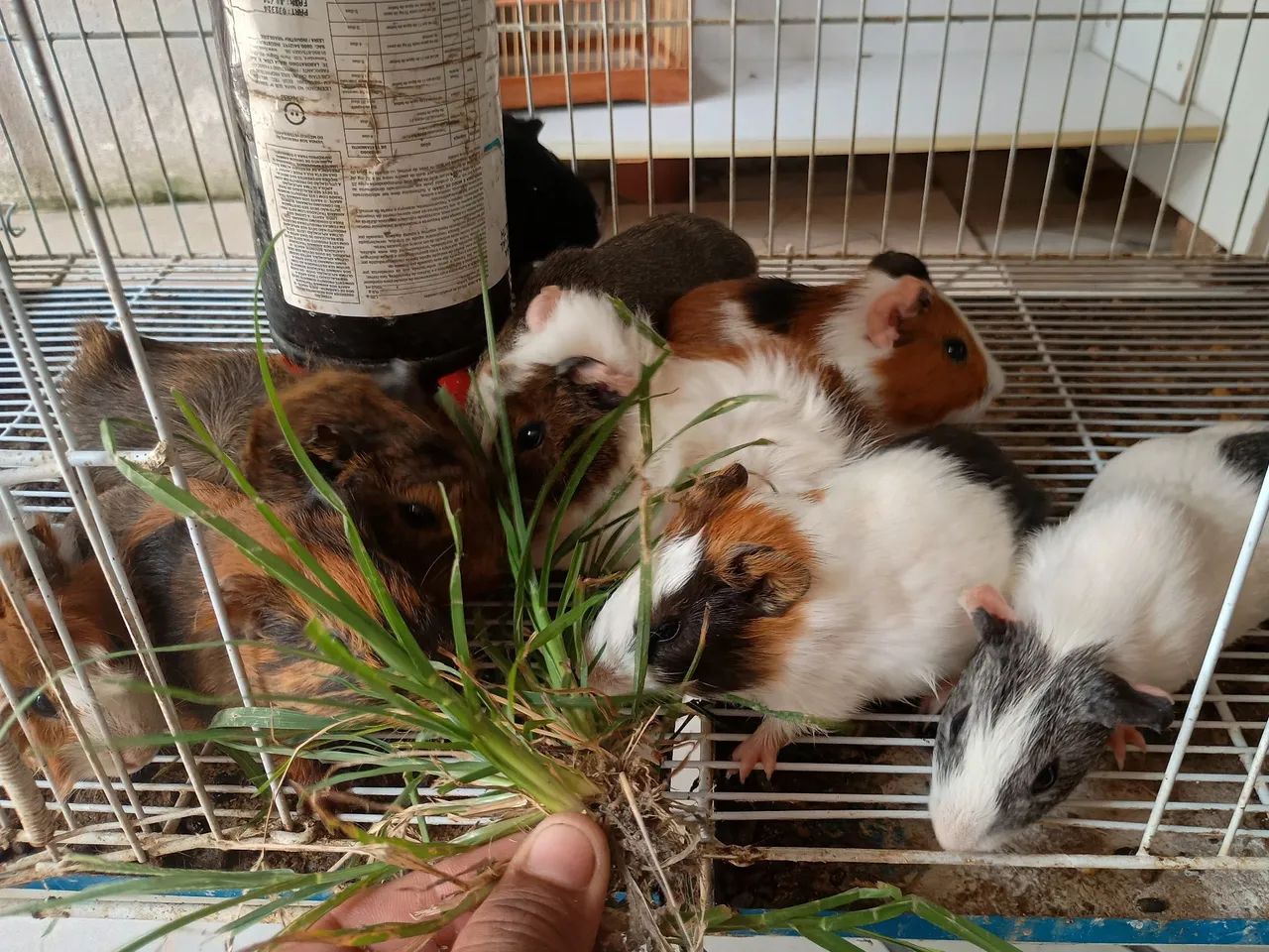 Porquinhos da índia  - Foto 2