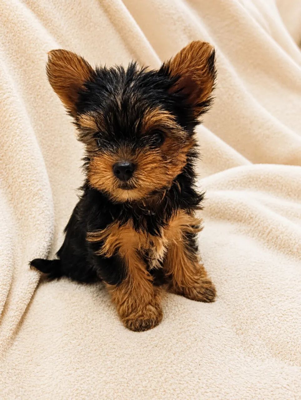 Cachorro 