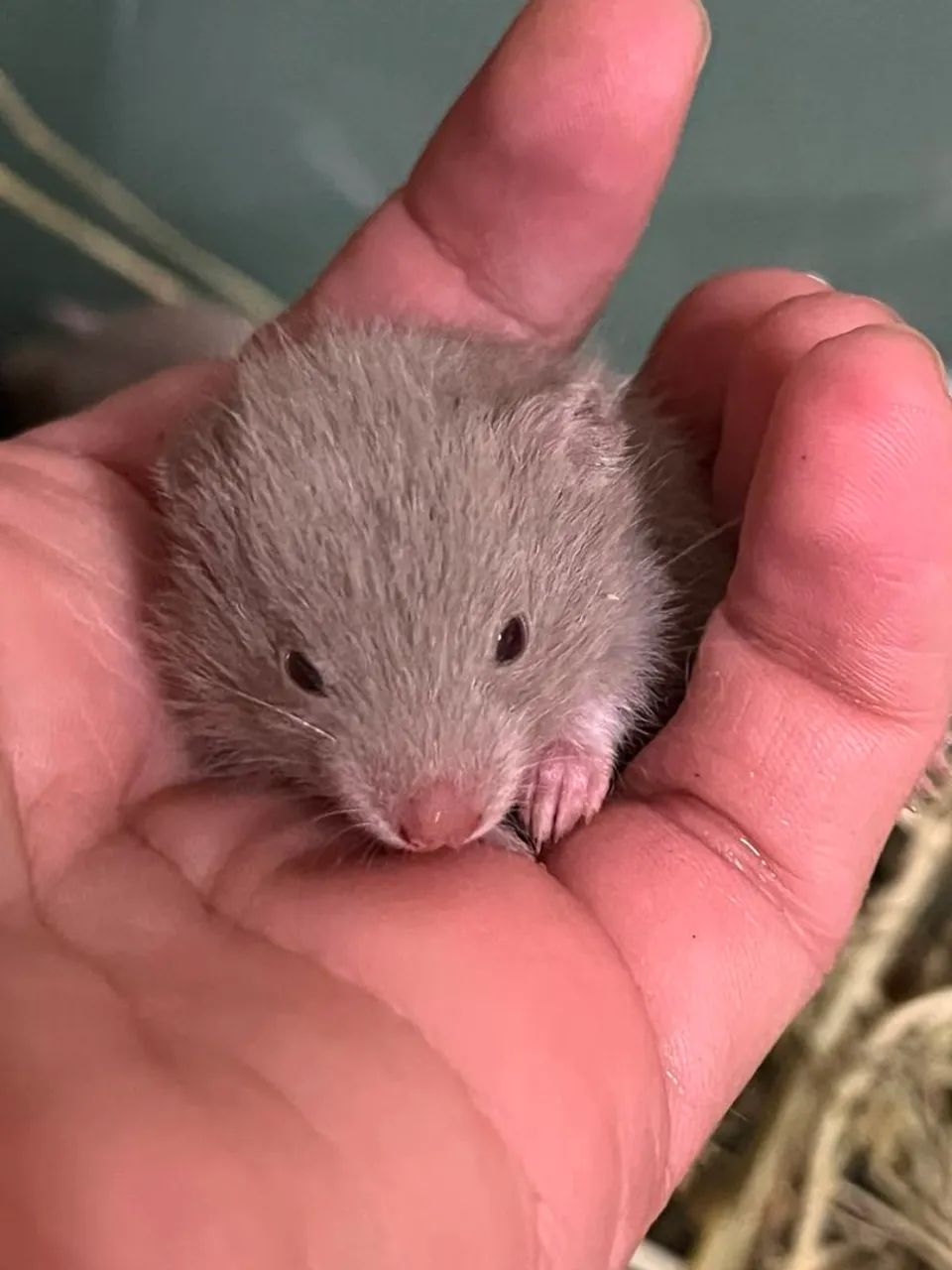 Hamster sírio  - Foto 3