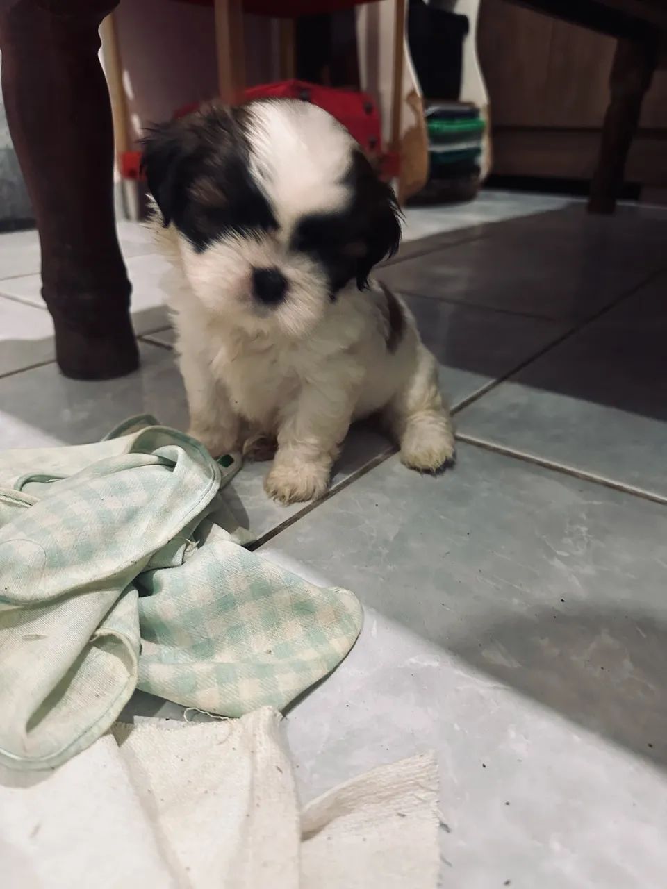 Shihtzu 