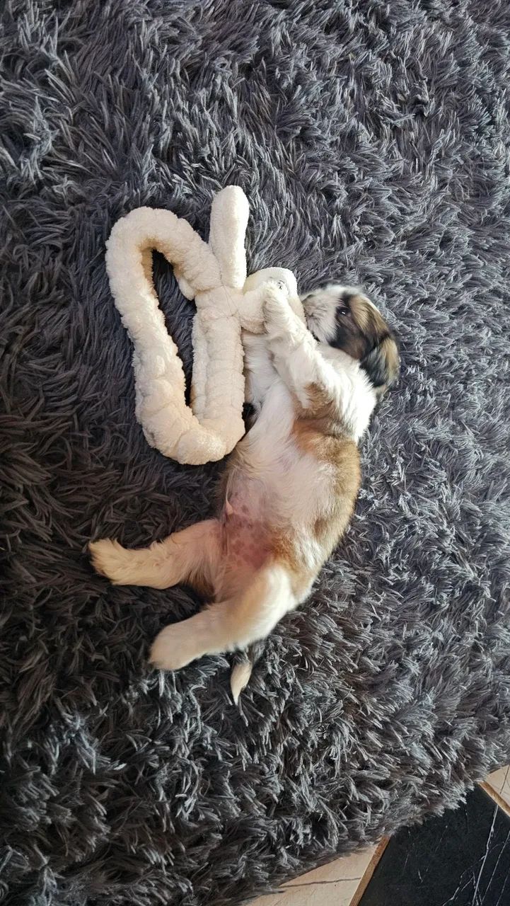 Filhote shih-tzo  - Foto 4