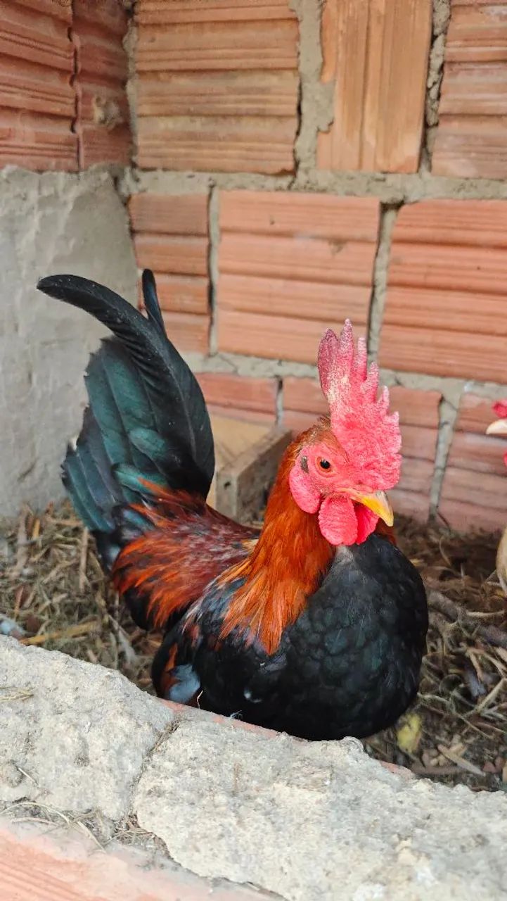 Galos e Galinhas Galizé 