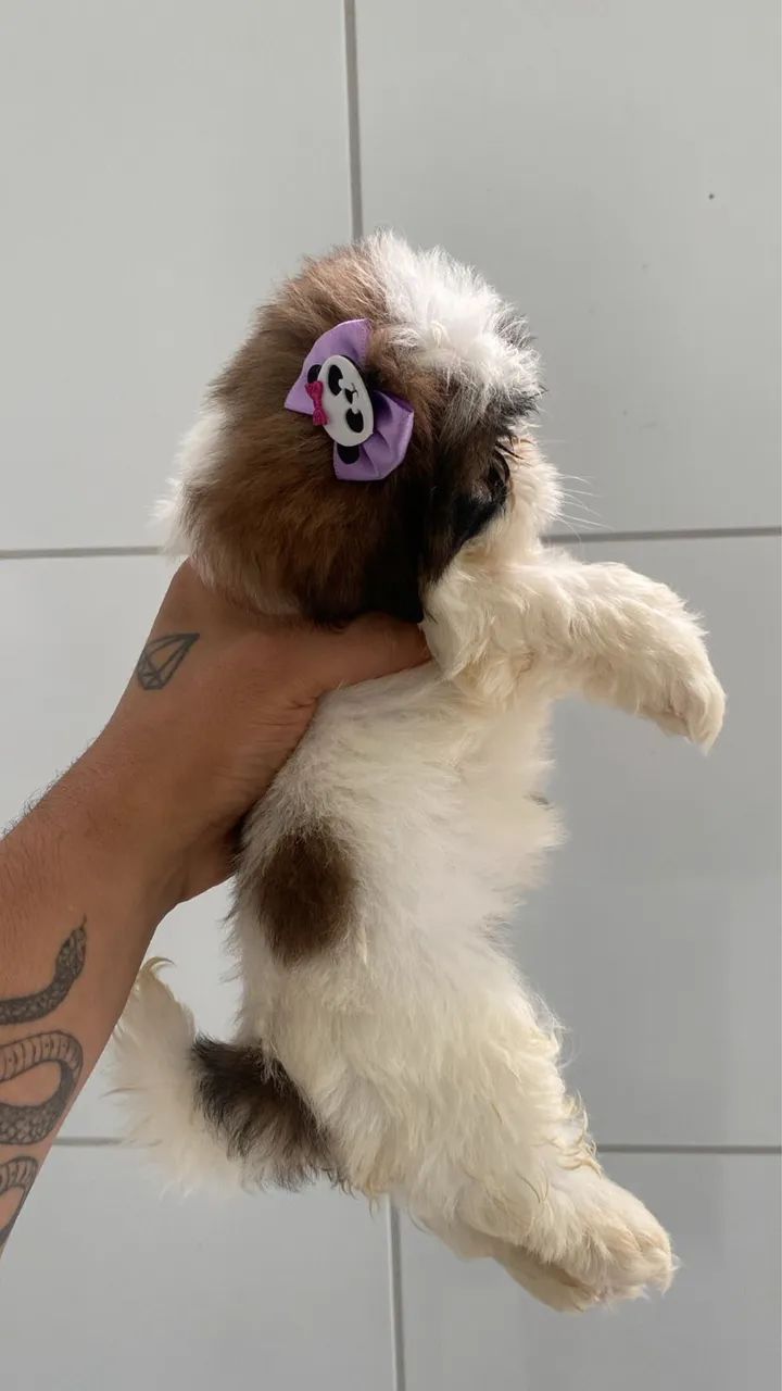 Shih Tzu  - Foto 3