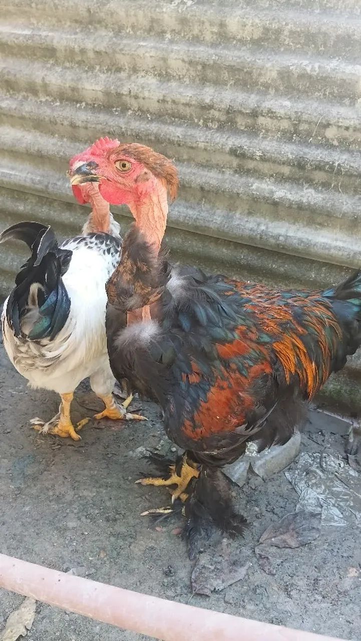 Frango raciado
