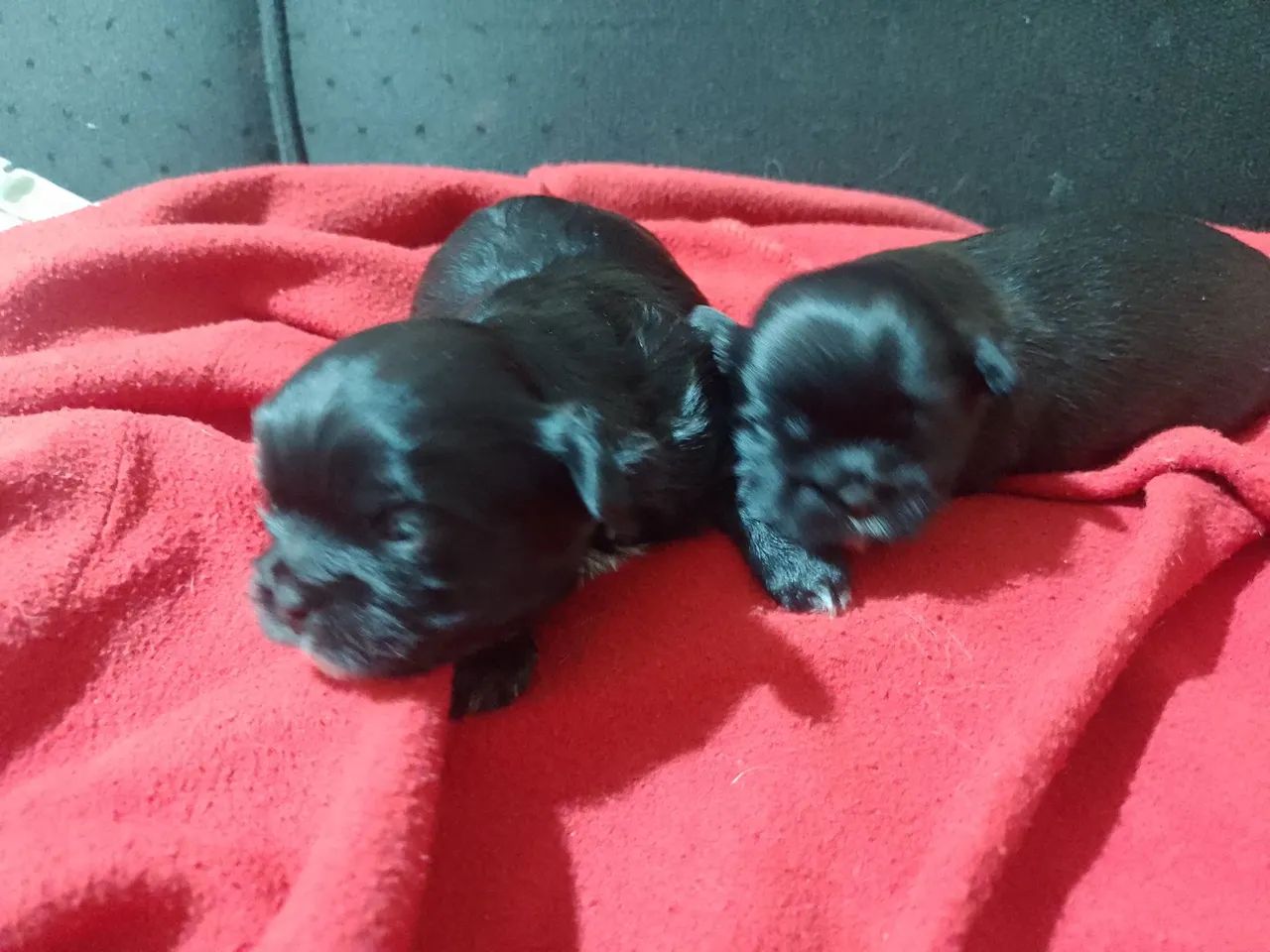 Cachorro - Foto 5
