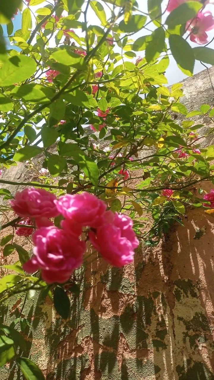 Plantas mudas - Foto 3