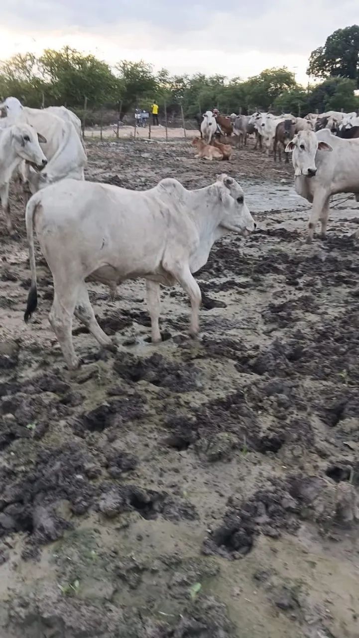 Animal 