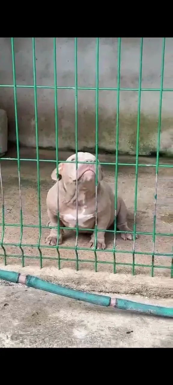 American Bully micro fêmea Lilac  - Foto 3