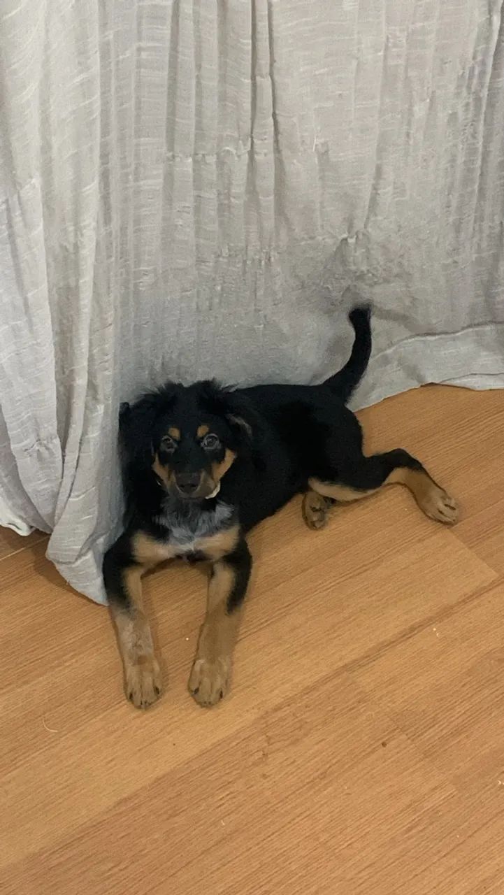 Cachorro pra adoção  - Foto 3
