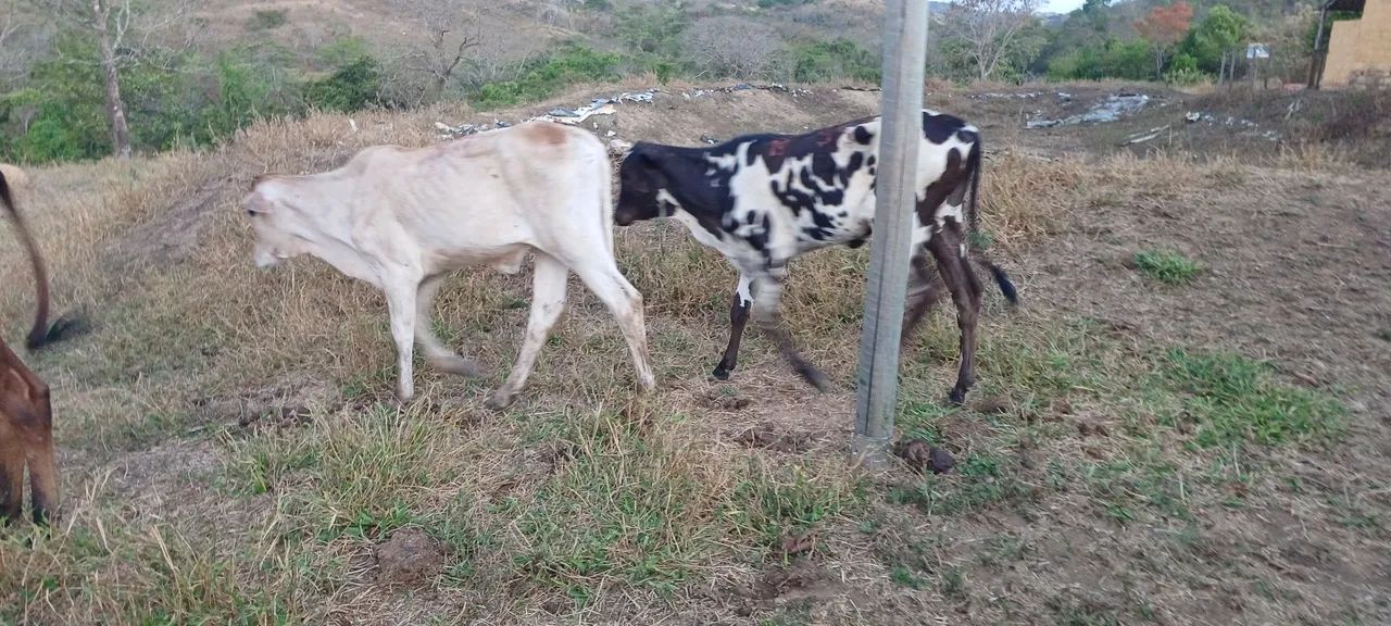 Venda de Bezerros e Bezerras  - Foto 2